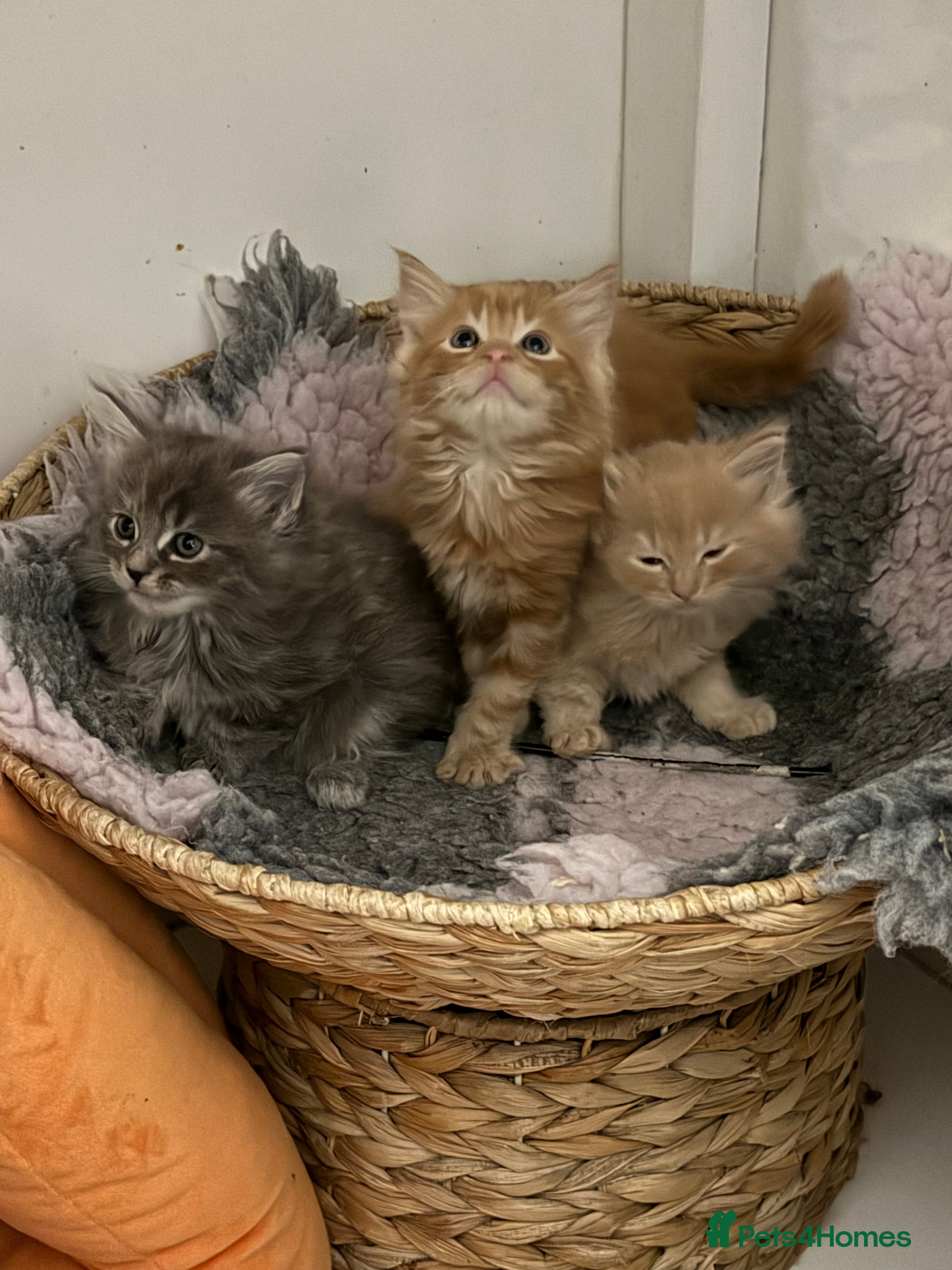 Ragcoon cats 3 Beautiful MaineCoon x Ragdoll/Bengal kittens  - Advert 1