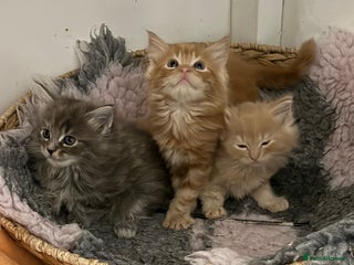 Ragcoon cats 3 Beautiful MaineCoon x Ragdoll/Bengal kittens - Advert 13