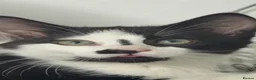 Mixed Breed cats for sale: male kitten needing rehome pls read description - Advert 9