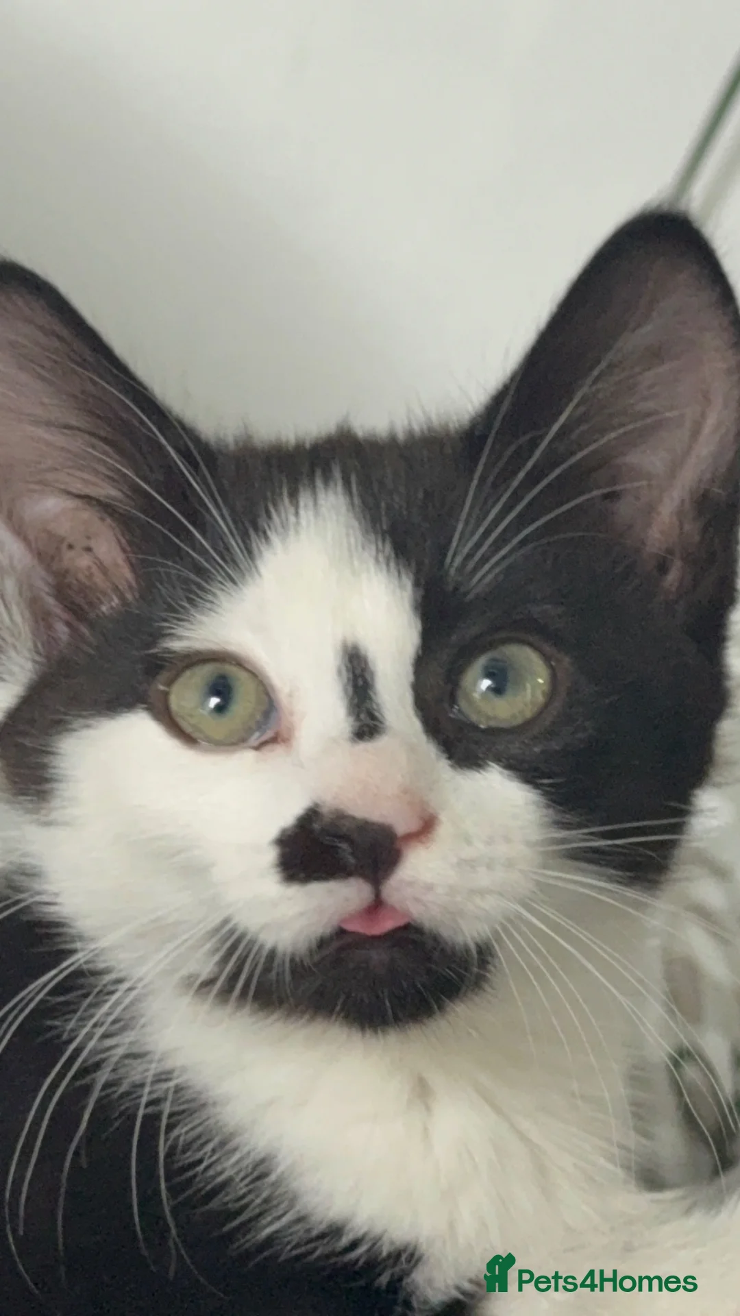 Mixed Breed cats for sale: male kitten needing rehome pls read description - Advert 9