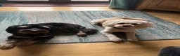 Cockapoo dogs for sale: Rehoming Cockapoo x2 - Advert 4