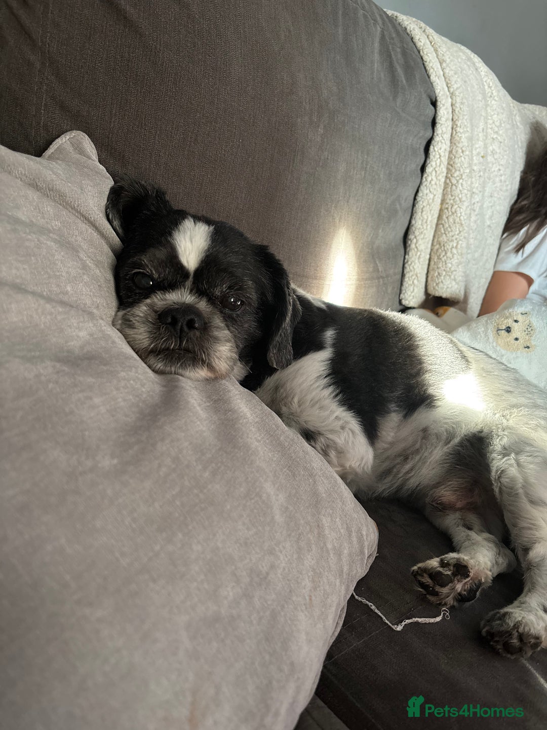Shih Tzu dogs for sale: 8 year old buddy for rehoming  - Image 4