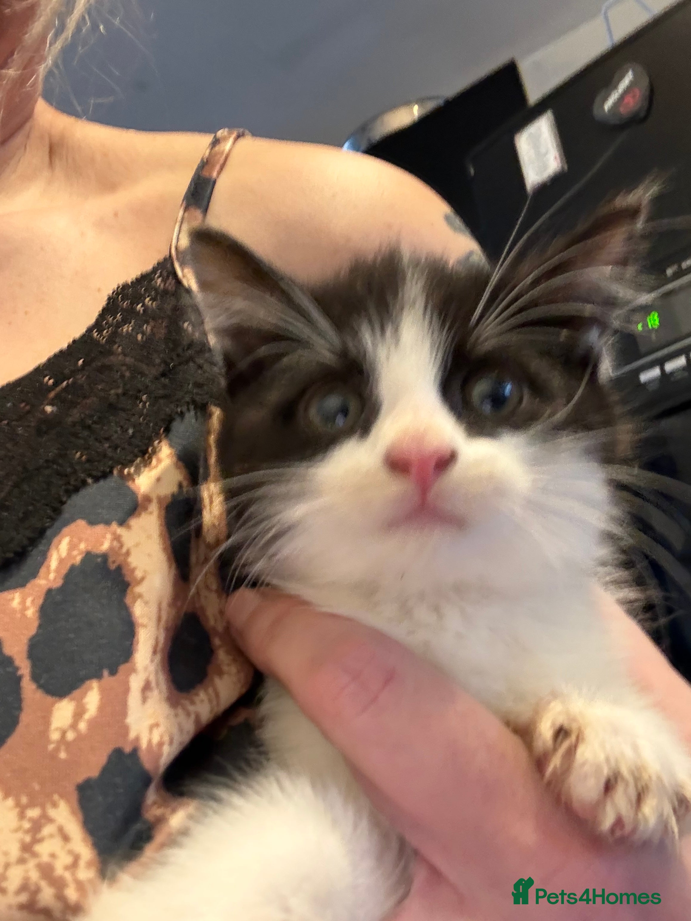 Mixed Breed cats 2 STUNNING KITTENS READY NOW - Advert 10