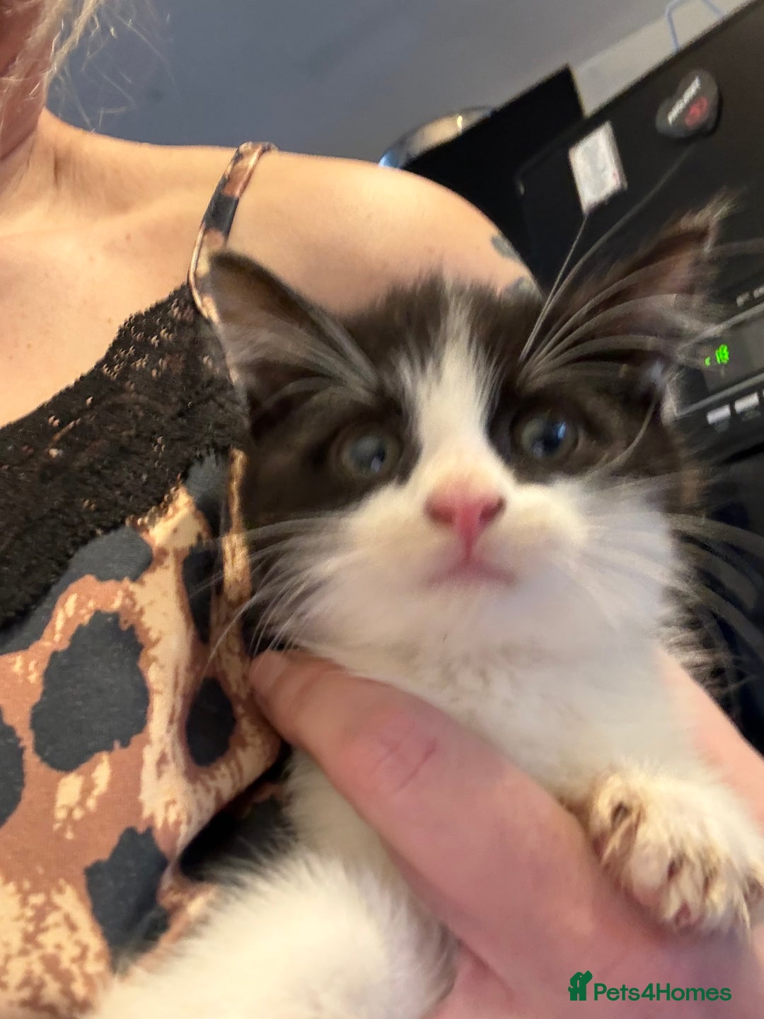 Mixed Breed cats for sale:  1 STUNNING KITTEN READY NOW - Advert 1