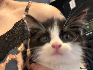 Mixed Breed cats 2 STUNNING KITTENS READY NOW - Advert 4