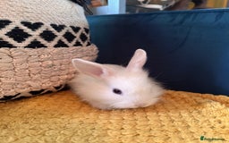 Lionhead rabbits for sale: Lionhead Babies for Sale  - Image 11