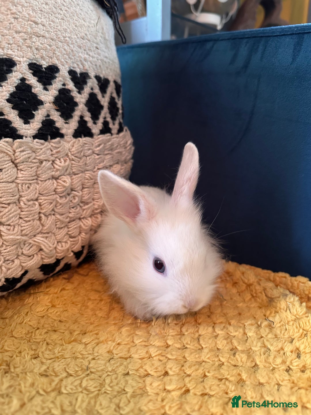 Lionhead rabbits for sale: Lionhead Babies for Sale  - Image 11