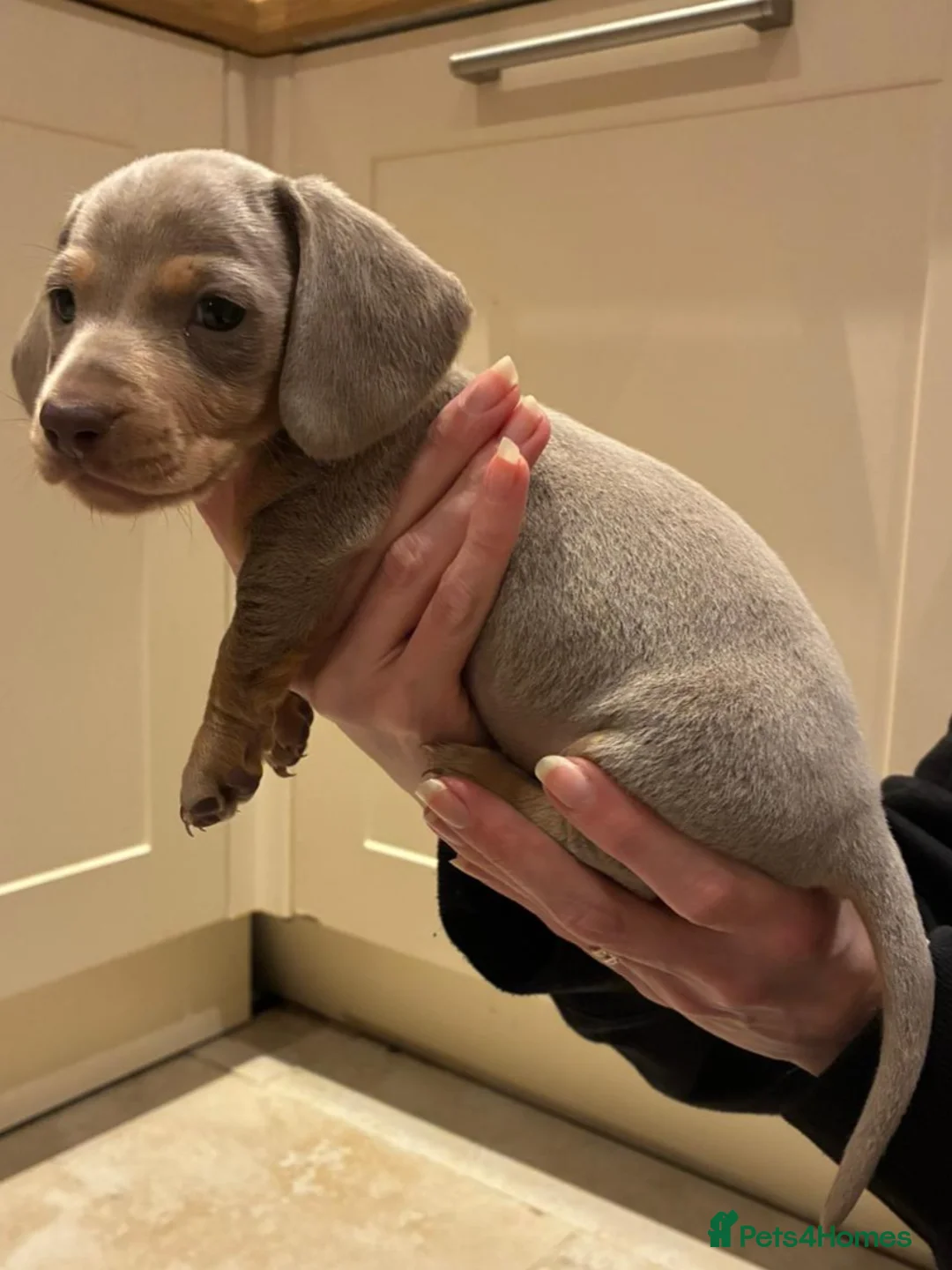 Miniature Dachshund dogs for sale: Beautiful kc reg miniature dachshunds in Saint Leonards-on-sea - Advert 10