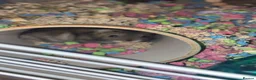 Hamster rodents for sale: Dwarf hamster  - Advert 3