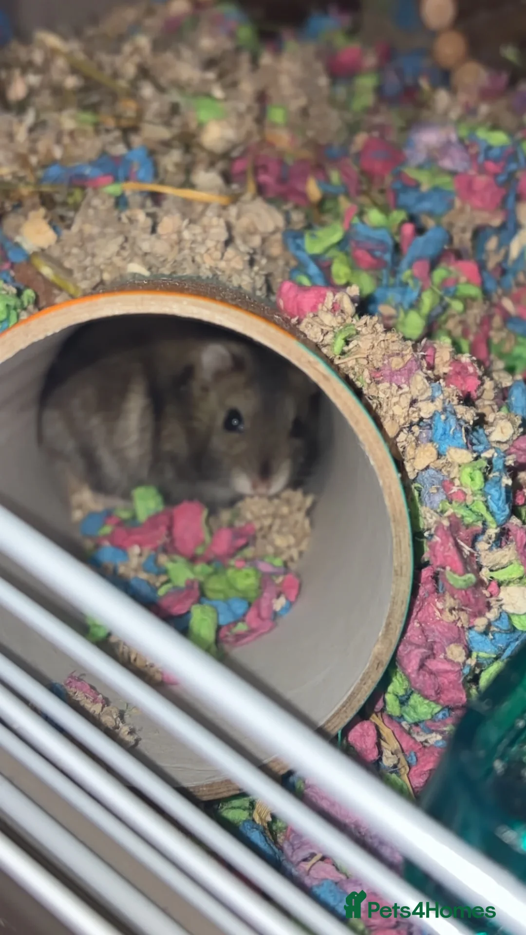 Hamster rodents for sale: Dwarf hamster  - Advert 3