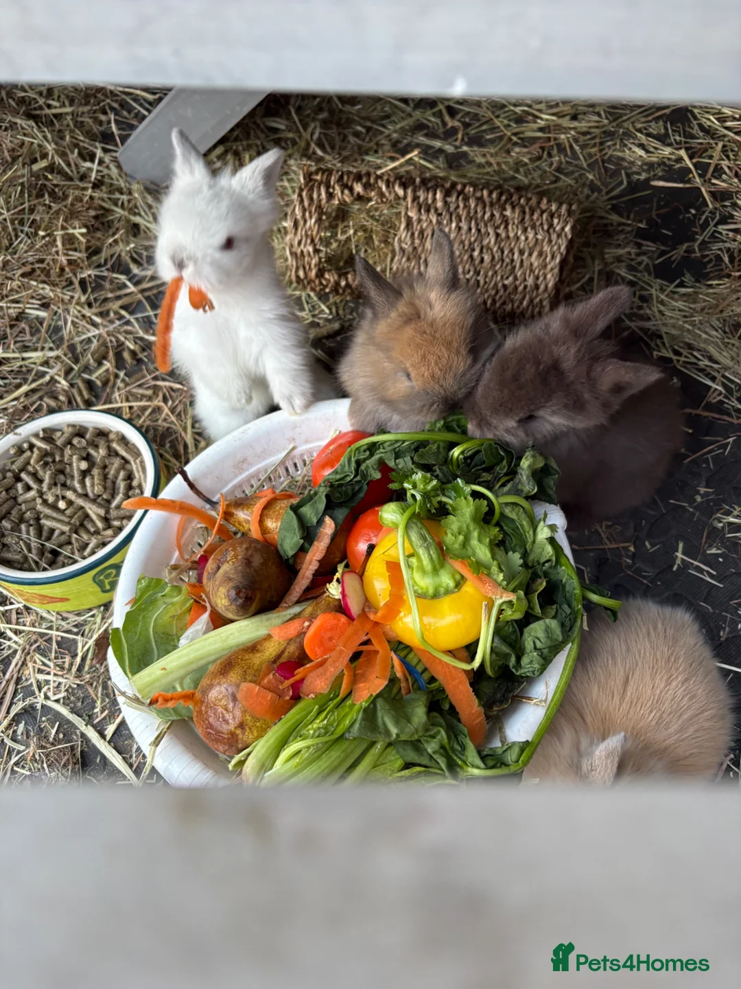 Lionhead rabbits for sale: lionmane rabbit  - Advert 1