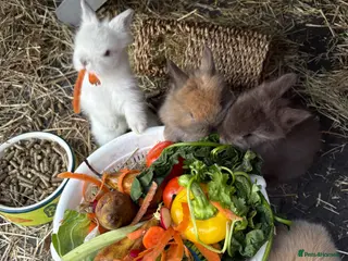 Lionhead rabbits lionmane rabbit - Advert 1