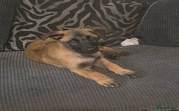 Belgian Shepherd Dog dogs for sale: belguim malinois free training provided - Image 3