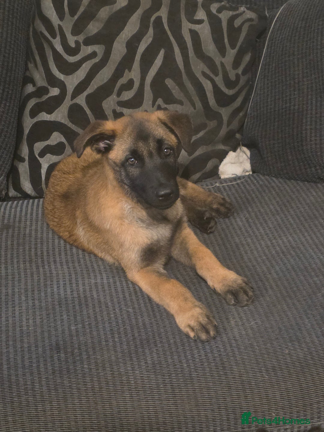Belgian Shepherd Dog dogs for sale: belguim malinois free training provided - Image 3