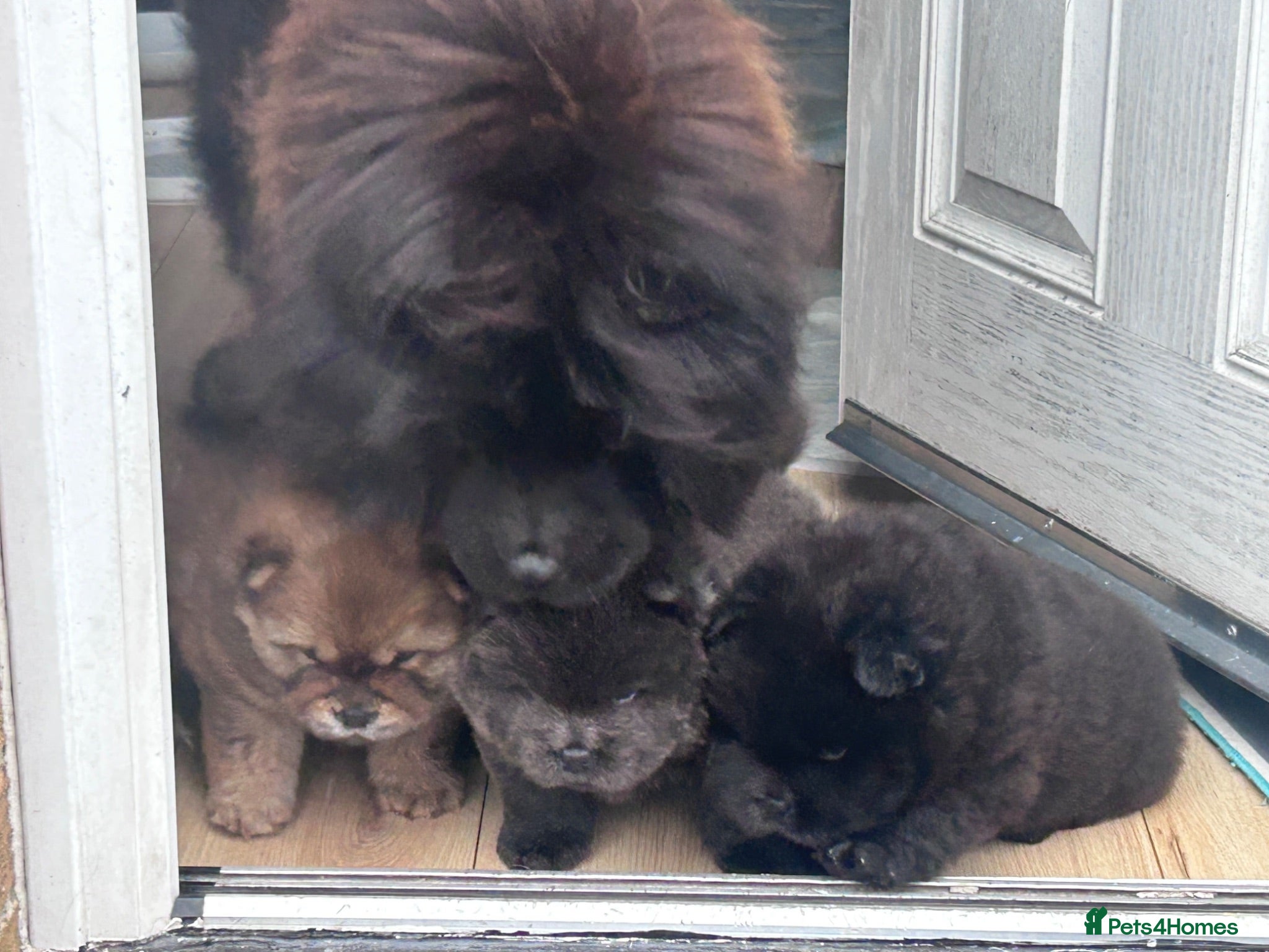 Chow Chow dogs Chow chow  - Advert 1
