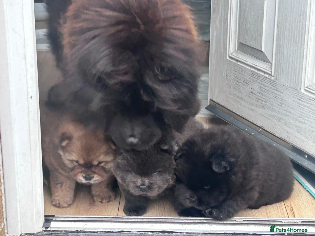 Chow Chow dogs for sale: Chow chow  in Jarrow - Advert 1