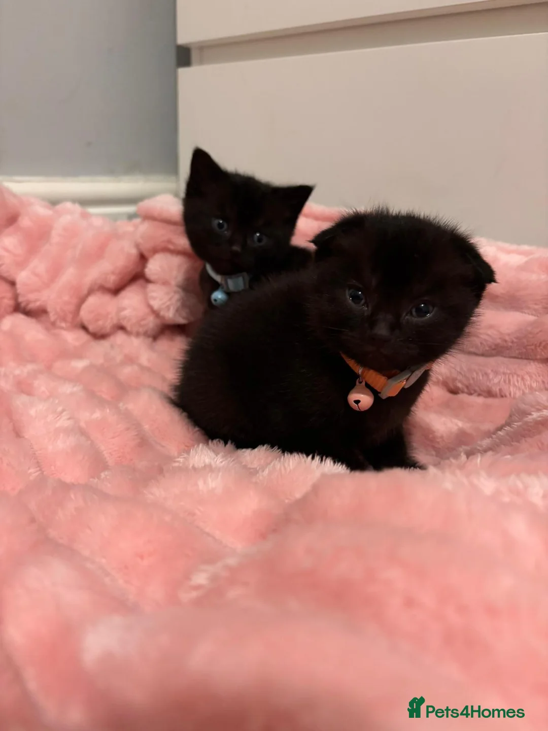 Scottish Fold cats for sale: 2 Black Scottish fold kittens  - Advert 7
