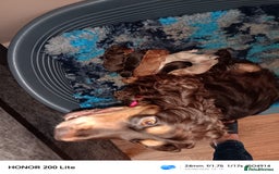 Cocker Spaniel dogs for sale: Cocker Spaniel puppies  - Image 12