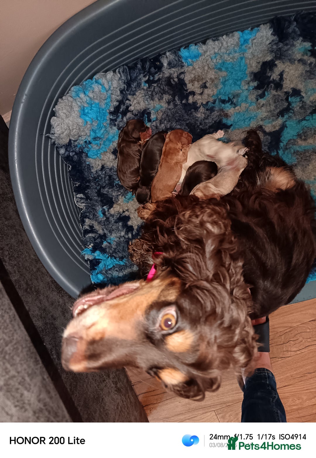 Cocker Spaniel dogs for sale: Cocker Spaniel puppies  - Image 12