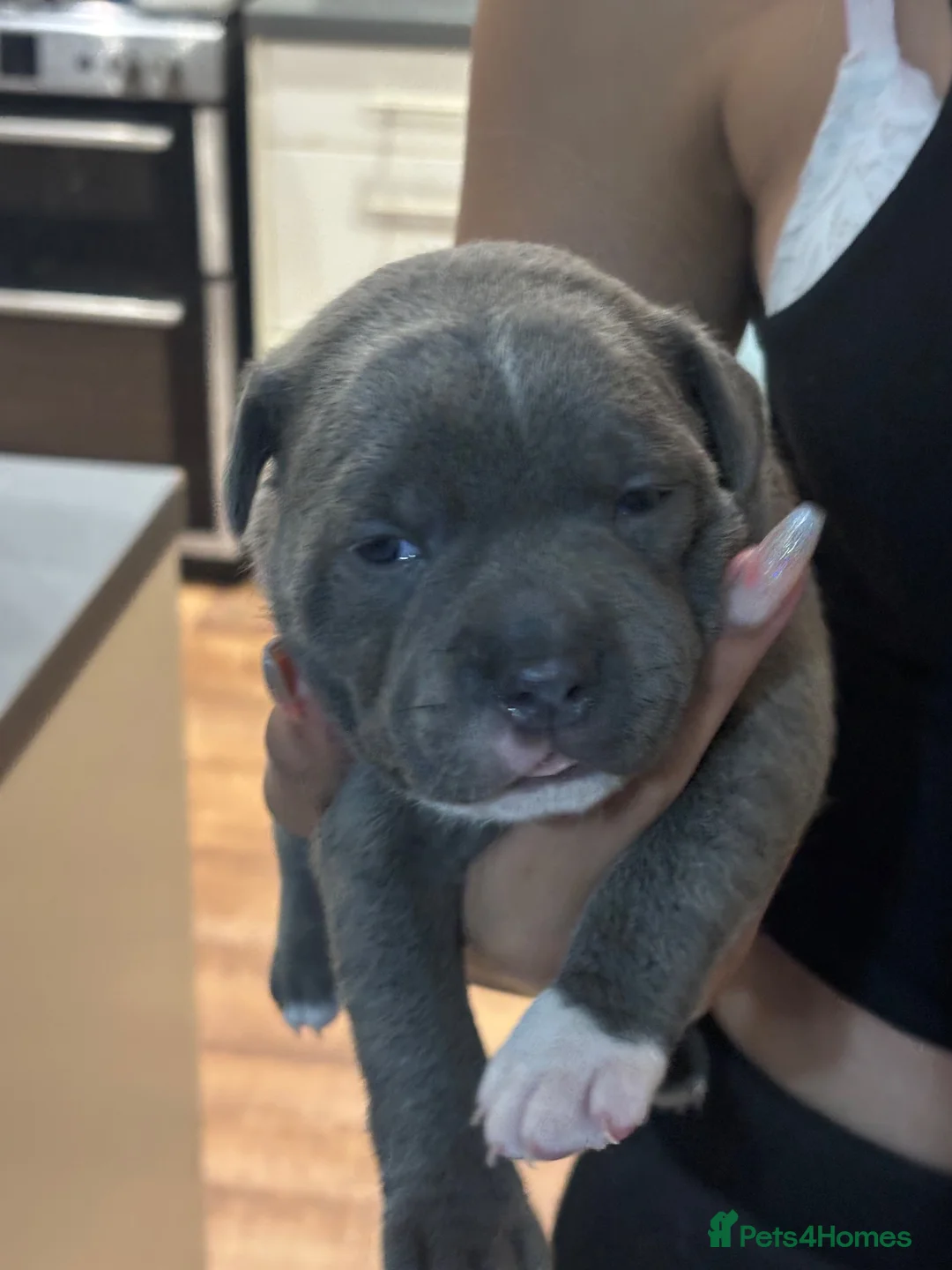 Staffordshire Bull Terrier dogs for sale: 💙Beautiful Dark Blue Staffordshire Bull Terrier M - Advert 2