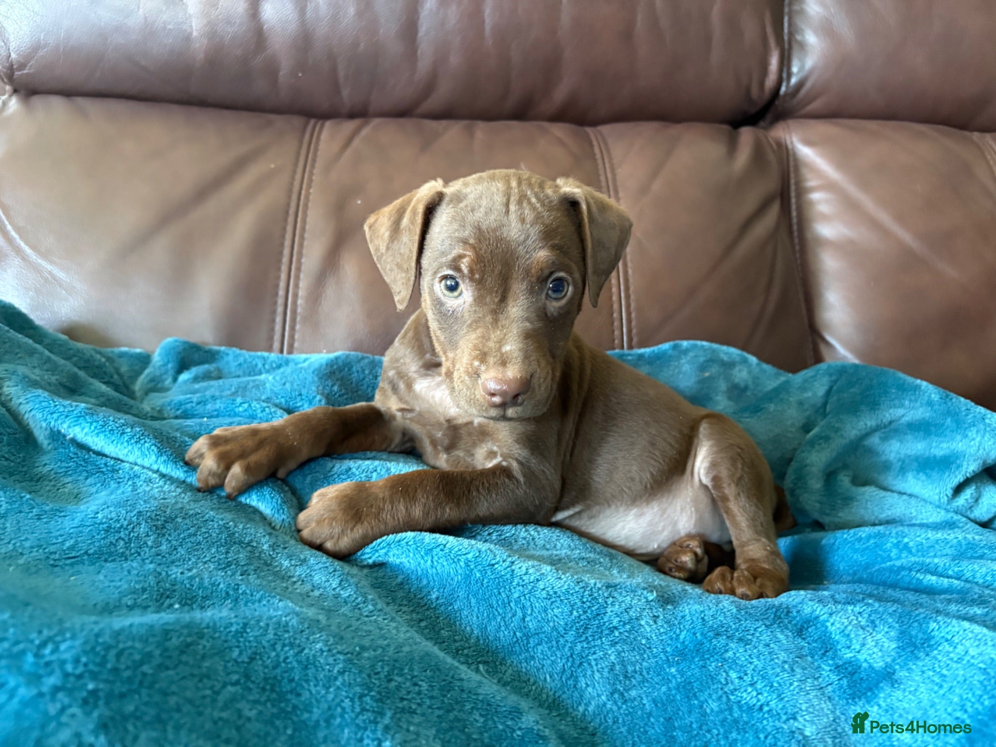 Patterdale Terrier dogs Quality Patterdale Pups Available  - Advert 1