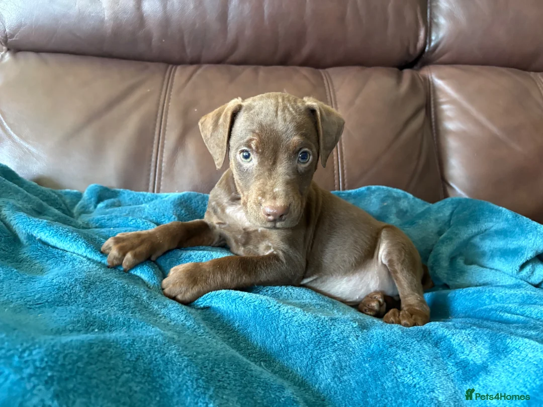 Patterdale Terrier dogs for sale: Quality Patterdale Pups Available  - Advert 1