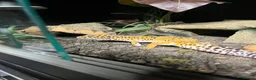 Leopard Gecko reptiles for sale: male and female leopard geckos plus tanks - Advert 2