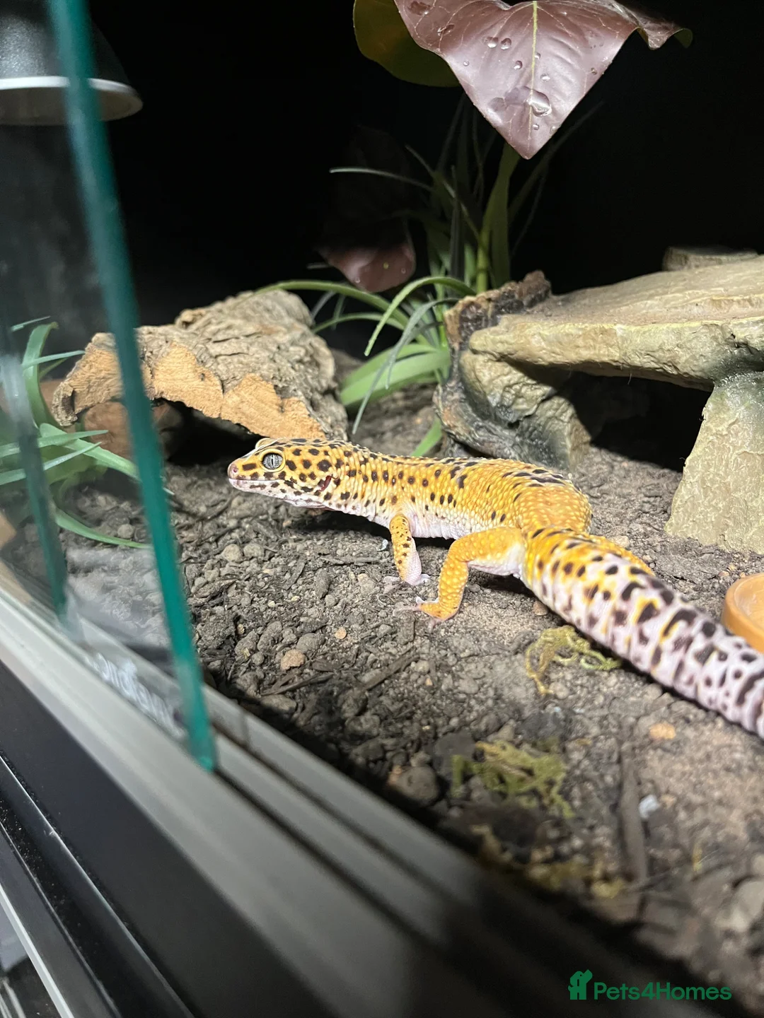 Leopard Gecko reptiles for sale: male and female leopard geckos plus tanks - Advert 2