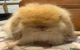 Mini Lion Lop rabbits for sale: Double mane lionlops ready now - Image 6
