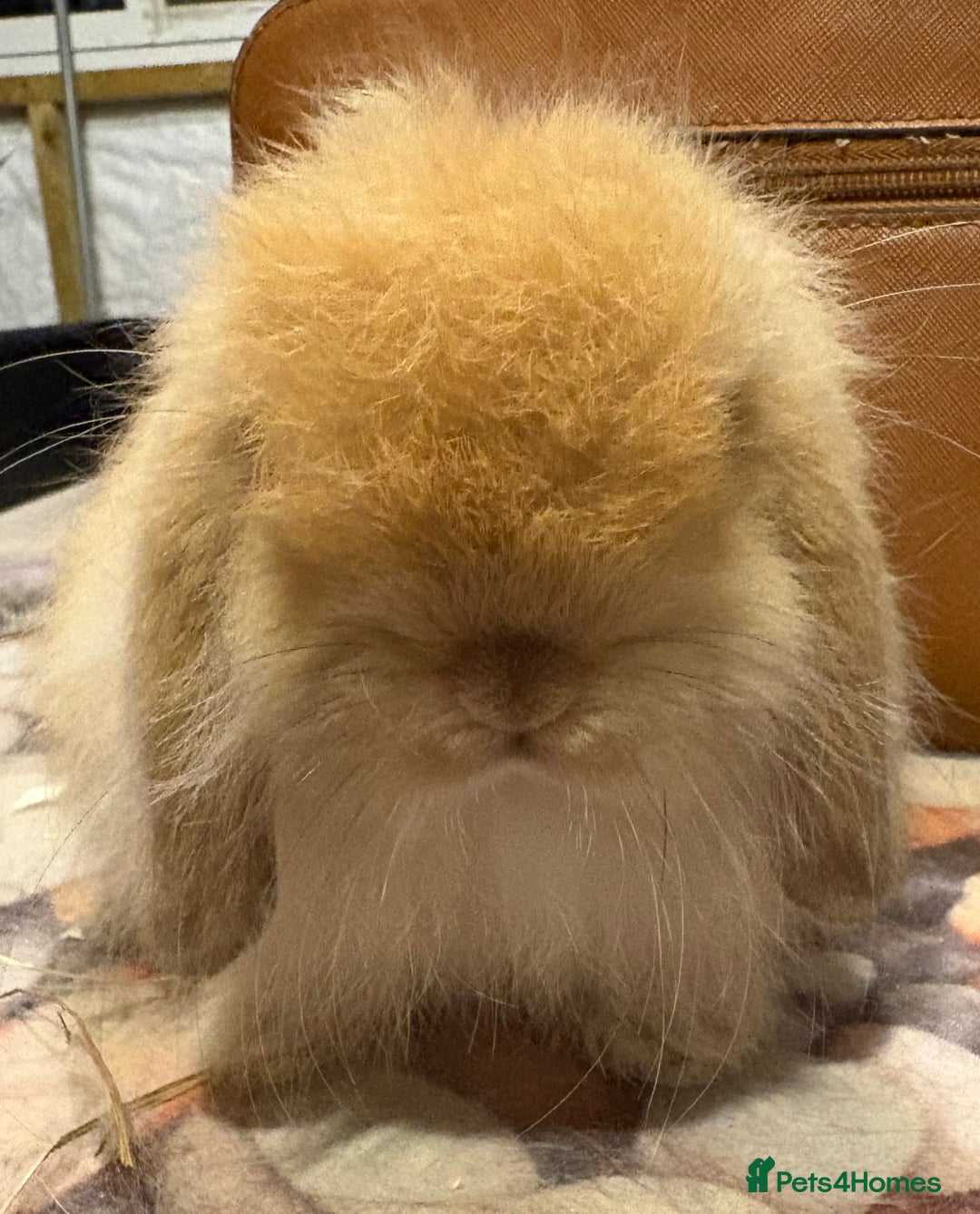 Mini Lion Lop rabbits for sale: Double mane lionlops ready now - Image 6