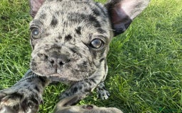 French Bulldog dogs for sale: French Bulldogs  - Image 28