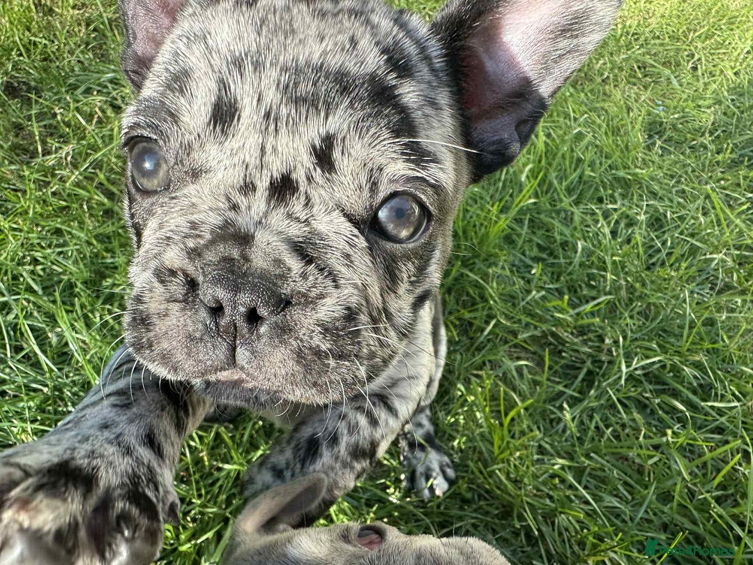French Bulldog dogs for sale: French Bulldogs  - Image 28