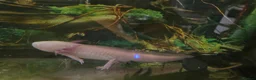 Axolotl reptiles for sale: Axolotls - Advert 2