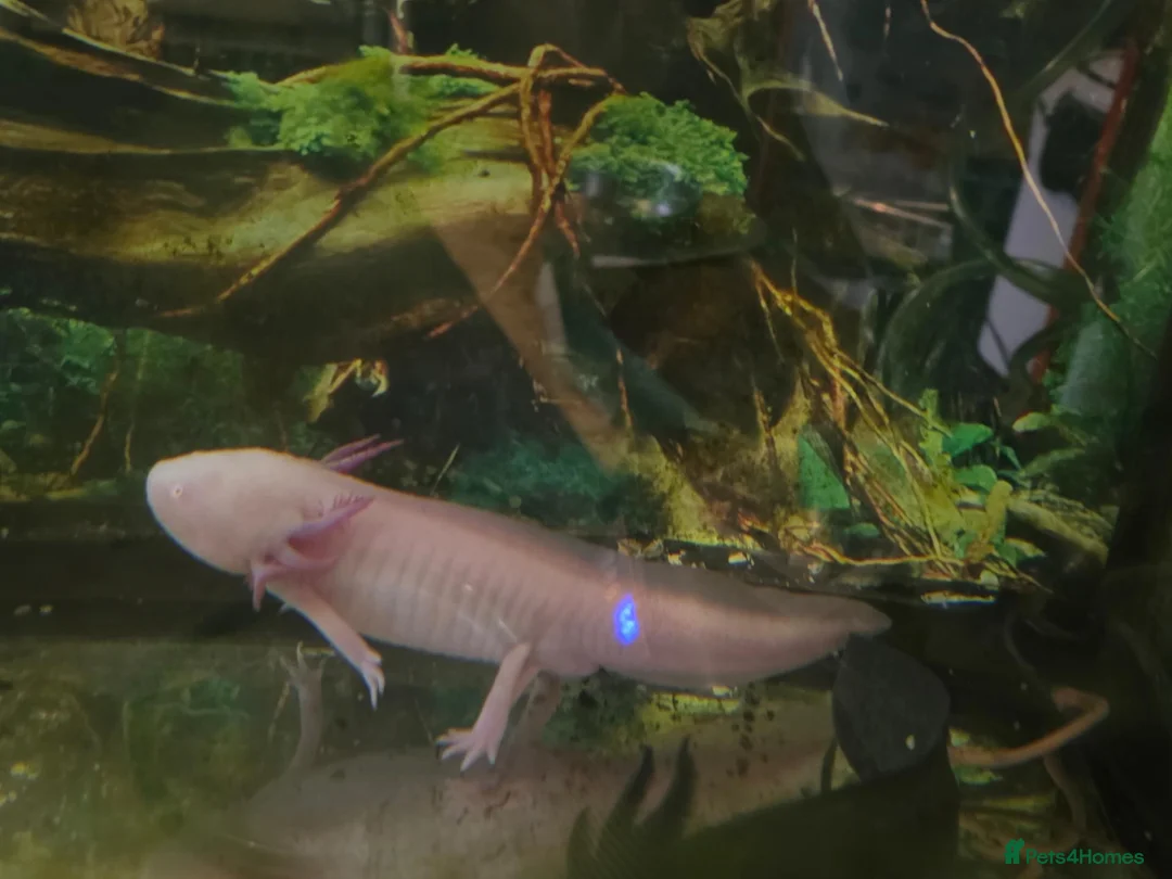 Axolotl reptiles for sale: Axolotls - Advert 2