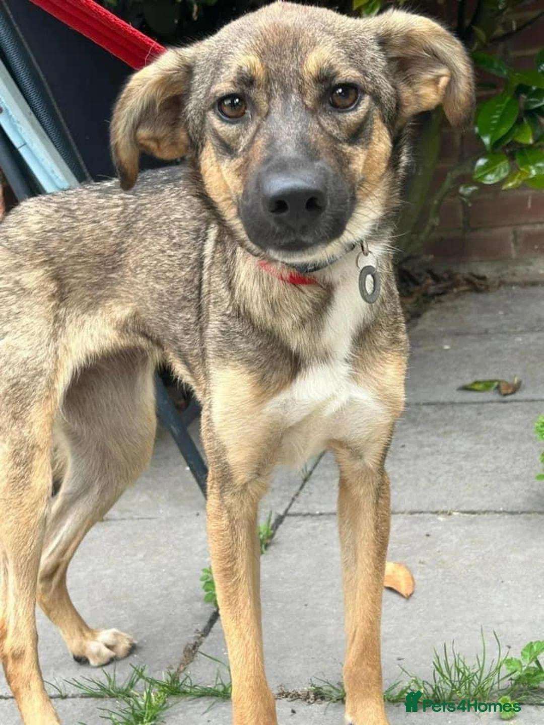 Mixed Breed dogs for adoption: Harper. Norwich Norfolk  in Norwich - Advert 2