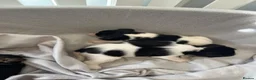 Jack Russell dogs for sale: Beautiful Jack Russell Puppies - Advert 3
