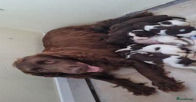 Cocker Spaniel dogs - Advert 1