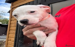 American Bulldog dogs for adoption: 5 GORGEOUS AM BULL X PUPS 12WKS OLD - Image 8