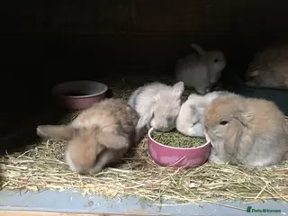 Mini Lop rabbits Mini lop bunnies for sale - Advert 19