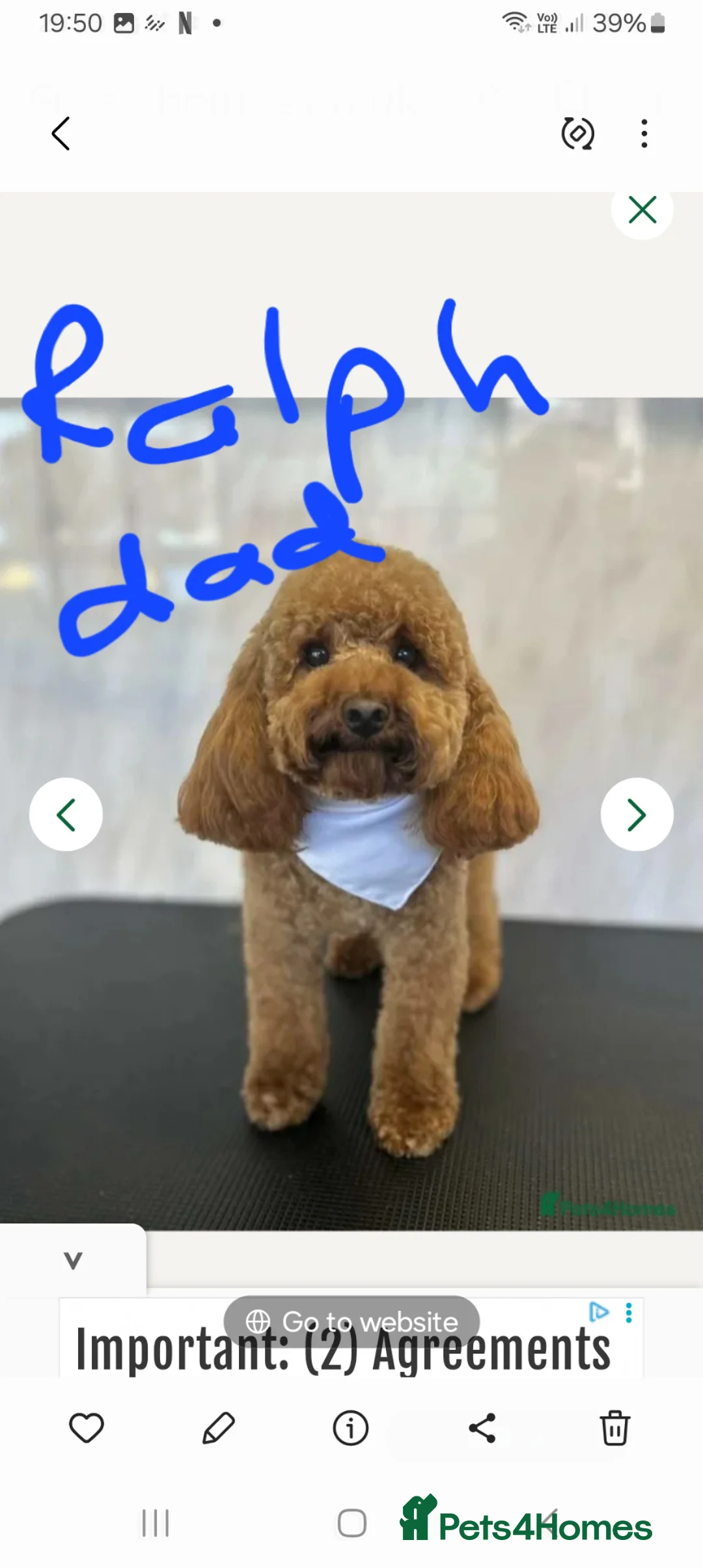 Jackapoo dogs for sale: First generation Jackapoos - Advert 2