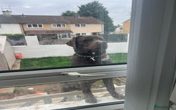 Labrador Retriever dogs for sale: Pet for sale  - Image 1