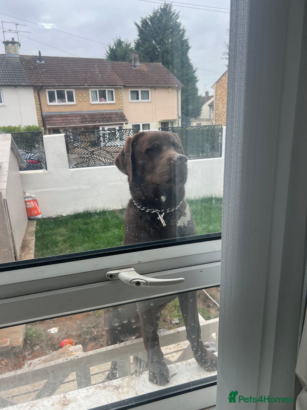 Labrador Retriever dogs for sale: Pet for sale  - Image 1