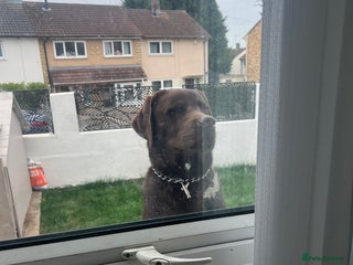 Labrador Retriever dogs - Advert 3