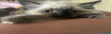 Ragdoll Kitten 2