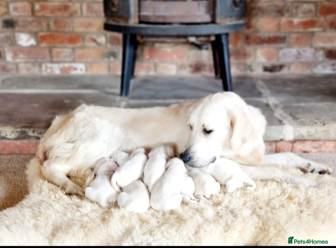 Golden Retriever dogs for sale: Newmiller Retrievers Upcoming Litter Announcement  - Image 12