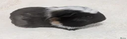 Guinea Pig rodents for sale: Male Baby Guinea pigs for sale  - Advert 2