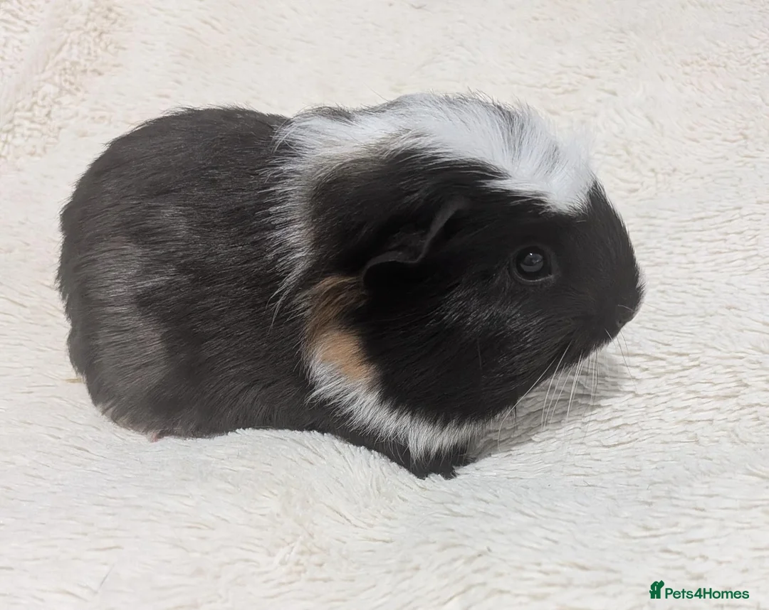Guinea Pig rodents for sale: Male Baby Guinea pigs for sale  - Advert 2