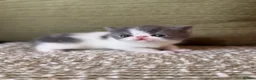 Exotic cats for sale: Exotic Persian  in Birmingham - Advert 10