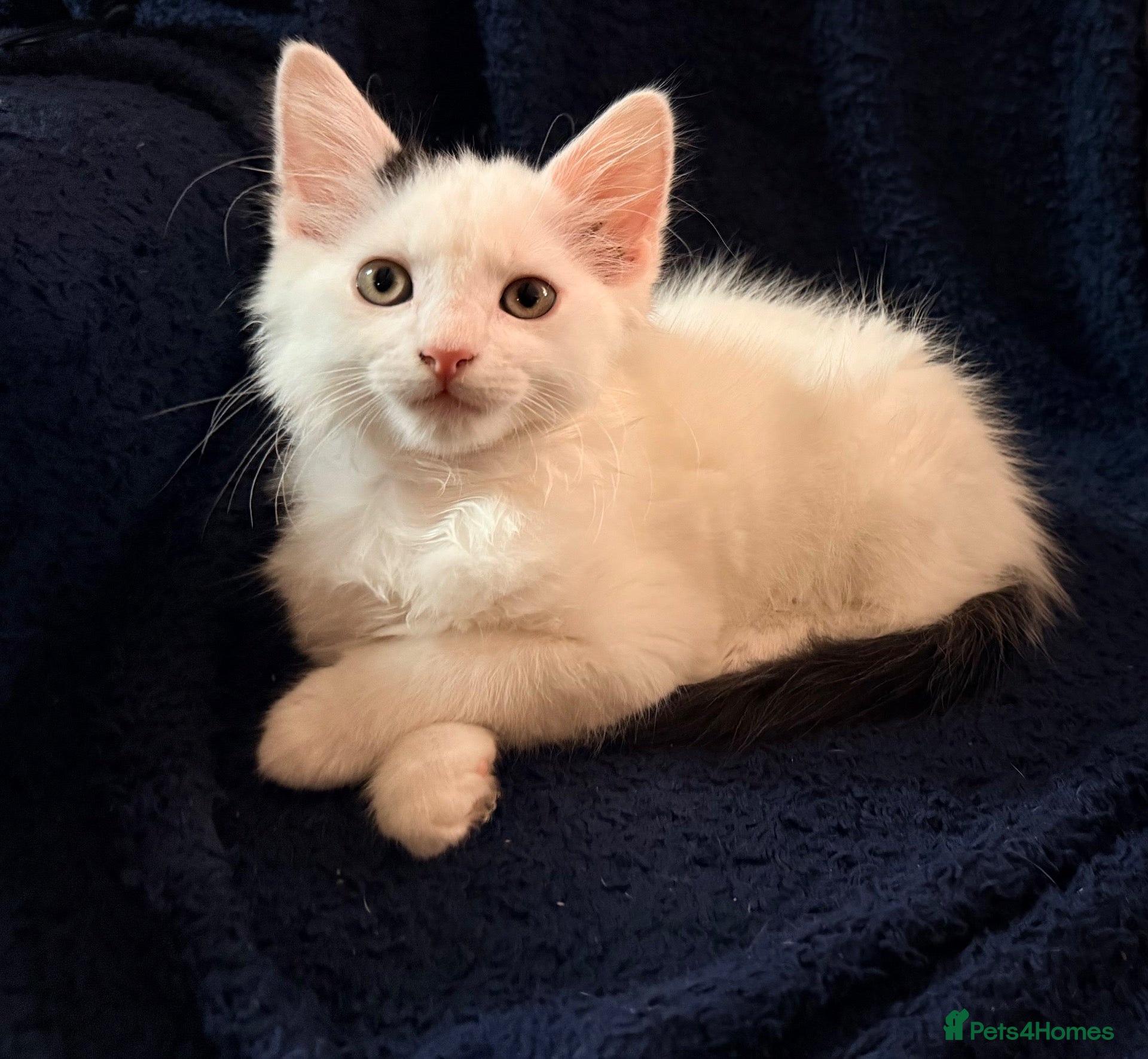 Mixed Breed cats Gorgeous Fluffy Kittens Looking for Forever Homes - Advert 14