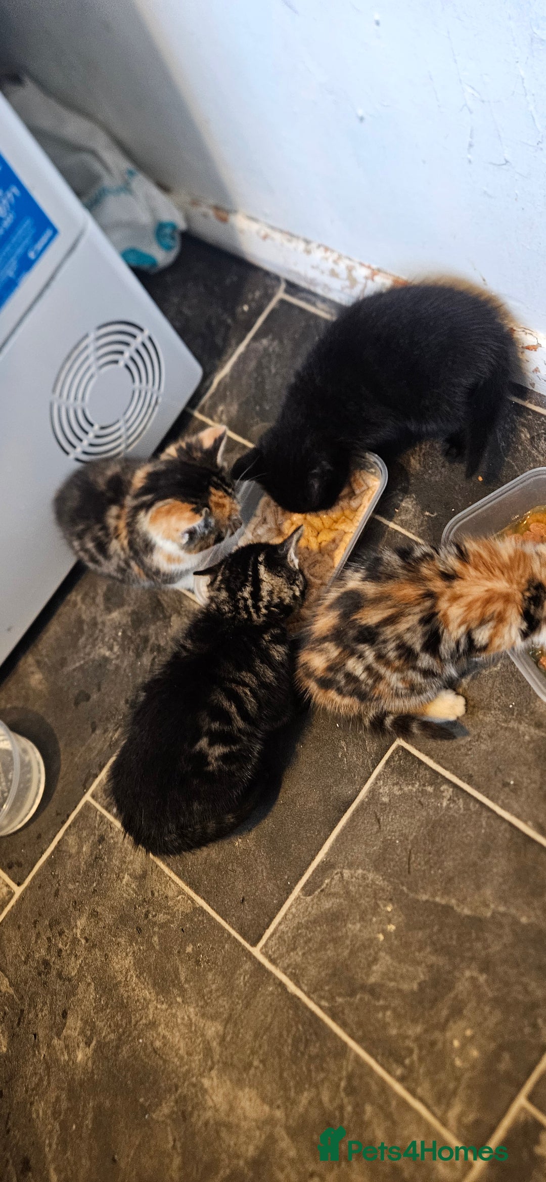 Bengal cats for sale: Kittys:Bengal+British parents  - Advert 4